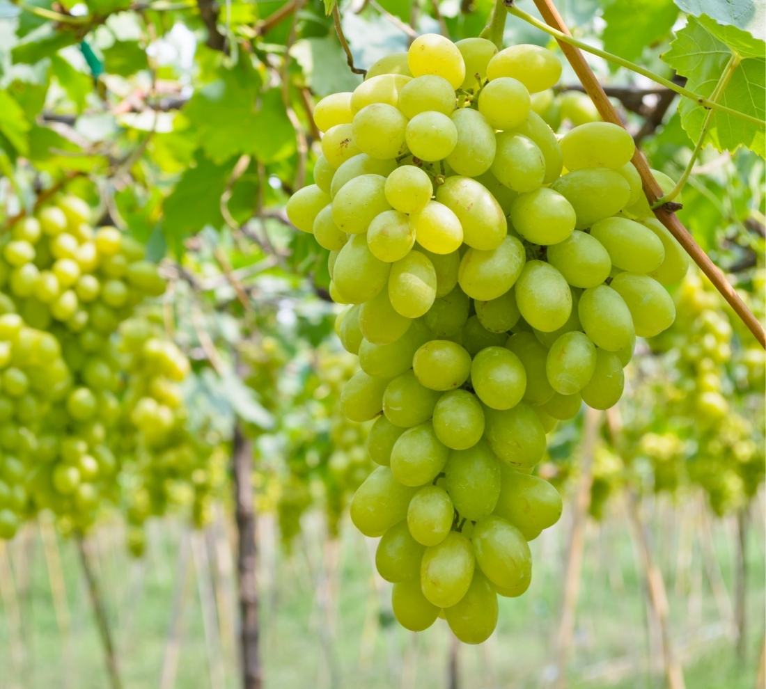 Grapes